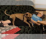 Small #8 American Pit Bull Terrier Mix