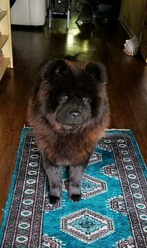 Medium Photo #1 Chow Chow Puppy For Sale in BELVILLE, NC, USA