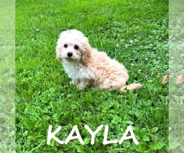 Medium Photo #2 Cock-A-Poo Puppy For Sale in HARTLAND, MN, USA