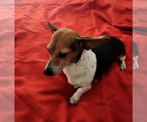 Coletta - Female Chiweenie Dog for Adoption - Photo #3