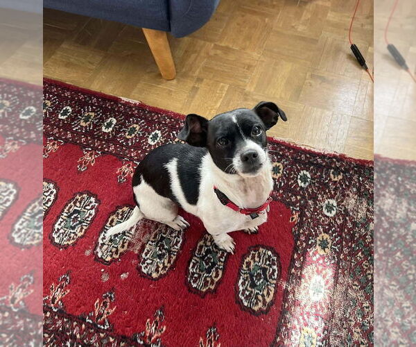 Medium Photo #4 Mutt Puppy For Sale in Candler, NC, USA