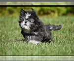 Small #5 Shih Tzu