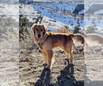 Small Photo #1 Golden Retriever Puppy For Sale in S LAKE TAHOE, CA, USA