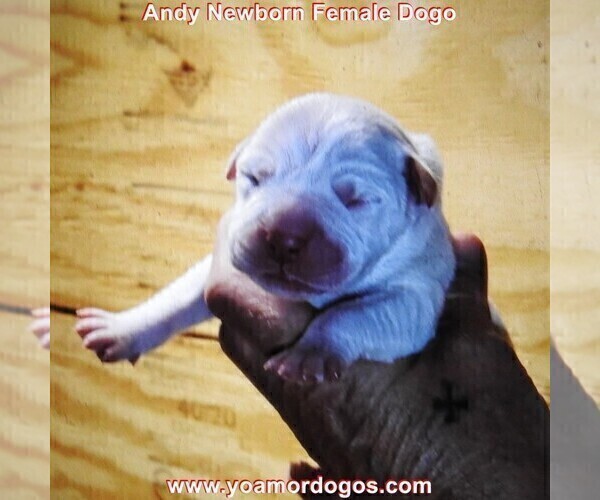 Medium Photo #5 Dogo Argentino Puppy For Sale in JANE, MO, USA