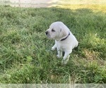 Small Photo #16 Labrador Retriever Puppy For Sale in VANCOUVER, WA, USA