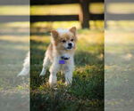 Small Photo #2 Pomeranian Puppy For Sale in Cookeville, TN, USA