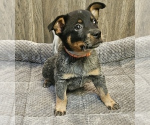 Australian Cattle Dog Puppy for sale in KEOSAUQUA, IA, USA