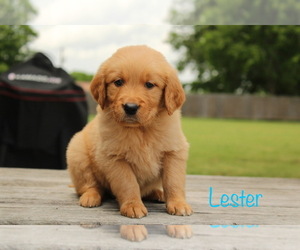 Golden Retriever Puppy for Sale in SCURRY, Texas USA