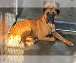 Small #1 Boxer