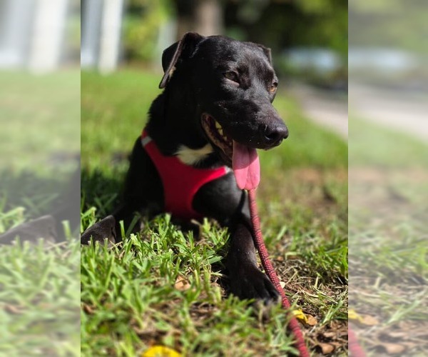 Medium Photo #5 Labrador Retriever-Unknown Mix Puppy For Sale in Pompano Beach , FL, USA
