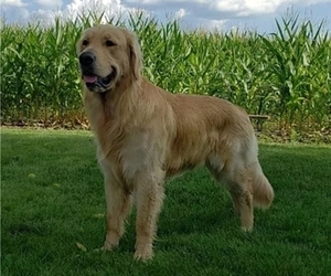 Father of the Golden Retriever puppies born on 10/20/2021