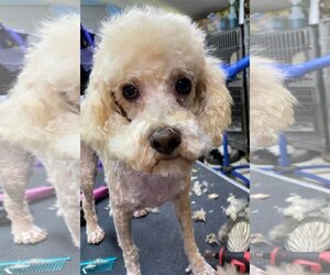 Poodle (Toy) Dogs for adoption in Rock Hill, SC, USA