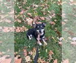 Small #5 Chihuahua