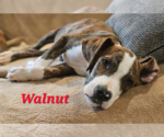 WALNUT - NUT LITTER - Male Labrador Retriever-Unknown Mix Dog for Adoption - Small photo