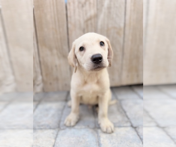Medium Photo #2 Labrador Retriever Puppy For Sale in SUMMERVILLE, SC, USA