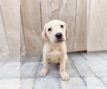 Small #1 Labrador Retriever