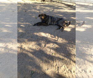 Parvati-good candidate for therapy pooch - Male Mutt Dog for Adoption - Photo #2