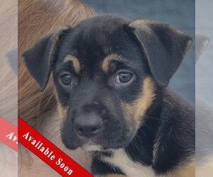 American Staffordshire Terrier-German Shepherd Dog Mix Dogs for adoption in Huntley, IL, USA