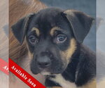 Evan - Male American Staffordshire Terrier-German Shepherd Dog Mix Dog for Adoption - Small photo