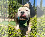Small #6 American Bulldog-American Staffordshire Terrier Mix