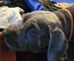 Small Photo #16 Cane Corso Puppy For Sale in WEST MONROE, LA, USA
