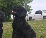 Puppy Morgan Aussiedoodle