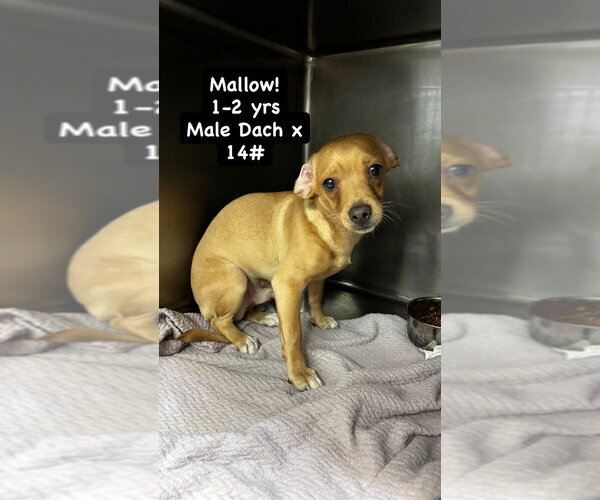 Medium Photo #1 Dachshund Puppy For Sale in San Diego , CA, USA