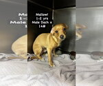 Mallow - Male Dachshund Dog for Adoption - Small photo