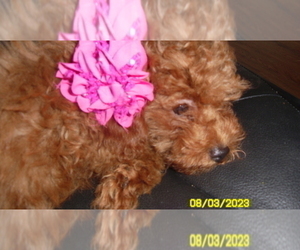 Poodle (Toy) Puppy for sale in DULUTH, GA, USA
