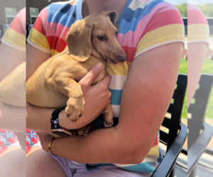 Dachshund Dogs for adoption in Sioux Falls, SD, USA
