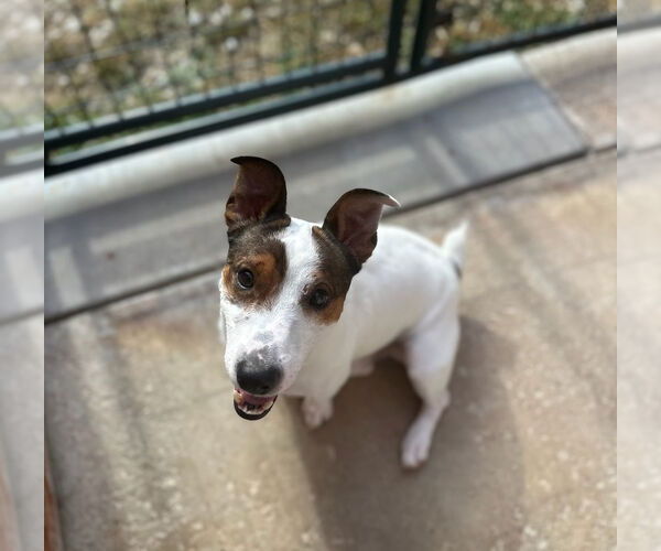 Medium Photo #2 Jack Russell Terrier Puppy For Sale in Oak Bluffs, MA, USA