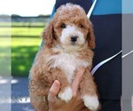 Small #4 Goldendoodle (Miniature)