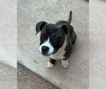 Small #2 American Staffordshire Terrier-Boxer Mix