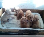 Small Photo #1 Golden Retriever Puppy For Sale in HILBERT, WI, USA