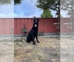 Small Photo #70 German Shepherd Dog Puppy For Sale in HAYWARD, CA, USA