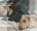 Small #4 Labrador Retriever Mix