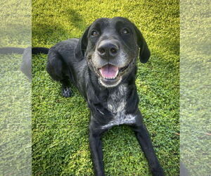 Great Dane-Labrador Retriever Mix Dogs for adoption in San Diego, CA, USA