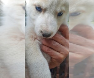 Siberian Husky Puppy for sale in RINCON, AZ, USA