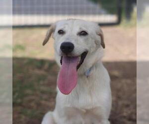 Labrador Retriever-Unknown Mix Dogs for adoption in San Antonio, TX, USA