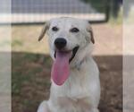 Small Labrador Retriever Mix
