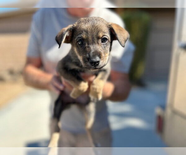 Medium Photo #1 German Shepherd Dog-Unknown Mix Puppy For Sale in HESPERIA, CA, USA