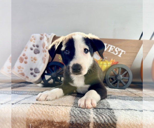 Medium Photo #3 Border Collie Puppy For Sale in GREENFIELD, IN, USA