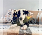 Small #2 Border Collie