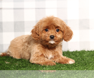 Cavapoo Puppy for sale in MARIETTA, GA, USA