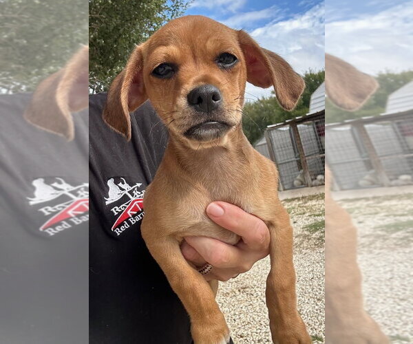 Medium Photo #1 Chihuahua-Unknown Mix Puppy For Sale in Oak Bluffs, MA, USA