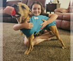 Small #2 American Pit Bull Terrier Mix