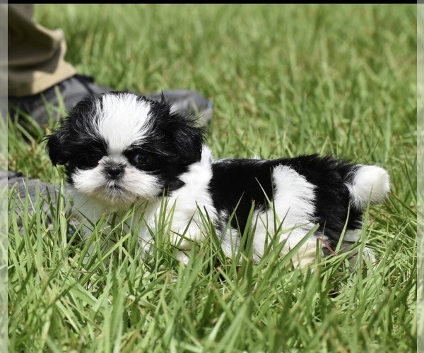 Medium Photo #3 Shih Tzu Puppy For Sale in PALM COAST, FL, USA