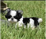 Small #2 Shih Tzu