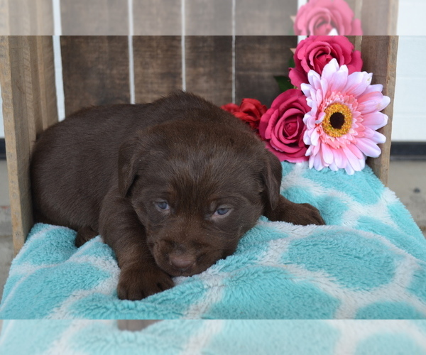 Medium Photo #26 Labrador Retriever Puppy For Sale in GREENWOOD, WI, USA