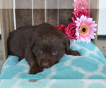 Small Photo #26 Labrador Retriever Puppy For Sale in GREENWOOD, WI, USA